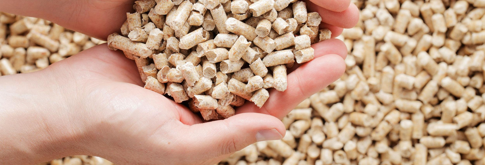 Holzpellets, die mit den Händen aus dem Pellettank genommen werden