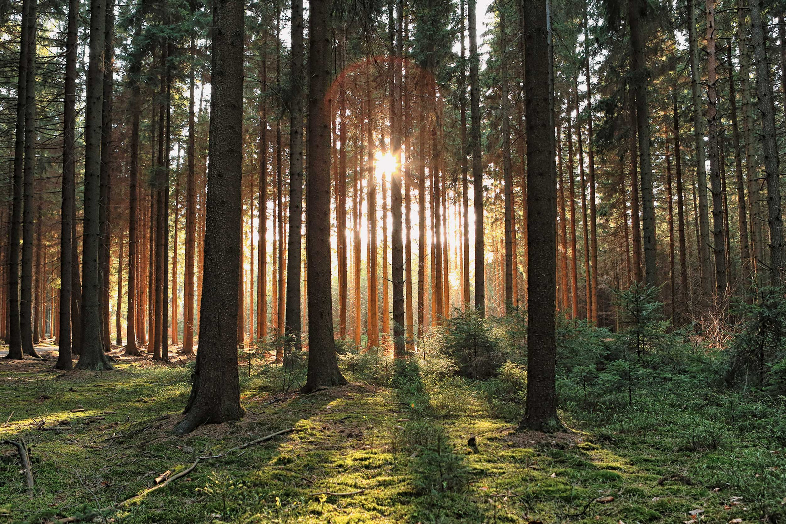 Wald mit jungen und alten Bäumen